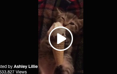 بالفيديو- قطة تأكل البوظة على طريقتها الخاصة... شاهدوا وابتسموا