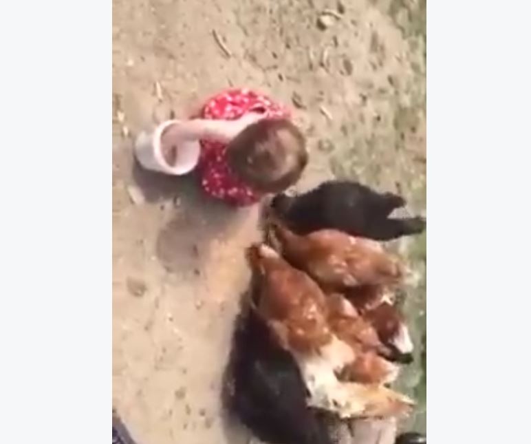 بالفيديو – شاهدوا ماذا فعلت طفلة لتمنع الدجاج من أكل طعامها؟