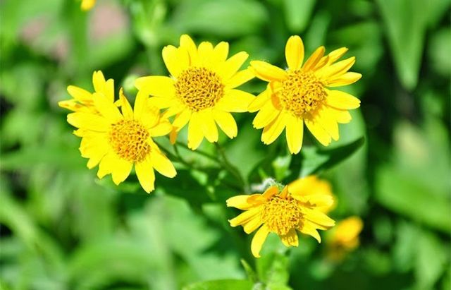 الجمعية الألمانية تحذّر: انتبهوا من وجود زهرة العطاس في مستحضرات التجميل!