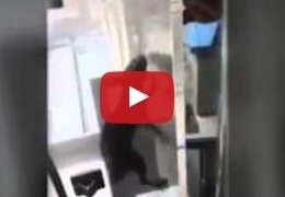 بالفيديو- أسوأ كوابيس الأهل، جرذ في حاضنة الأطفال حديثي الولادة