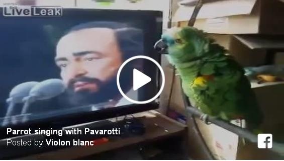 بالفيديو– ببغاء يغني الأوبرا مع بافاروتي