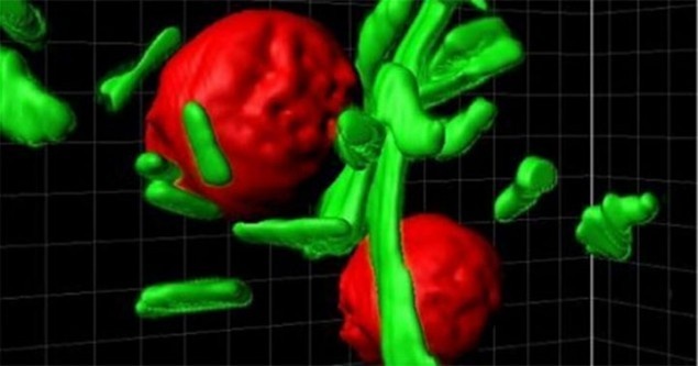 عالم يحقن نفسه ببكتيريا 