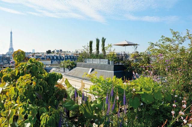 منظر لنموذج آخر من حدائق السطوح الباريسية