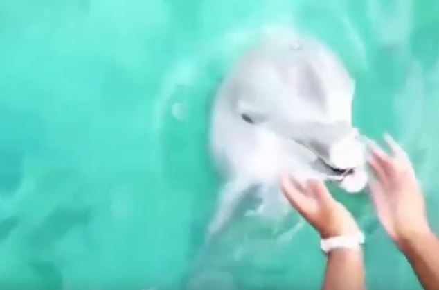 بالفيديو – شاهدوا ماذا فعل الدولفين بـ