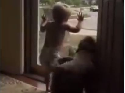 بالفيديو- 24 مليون مشاهدة لردة فعل طفل وكلب عند حضور الأب إلى المنزل!!