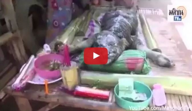 بالفيديو- هل هذا تمساح أم جاموس؟ هل اقتربت النهاية؟