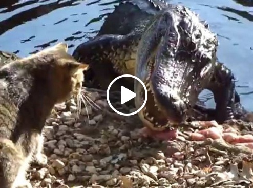 بالفيديو - شاهدوا هذا الهر المتهور يهاجم تمساحاً ويصفعه