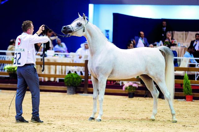 «أصايل الخالدية» تخطف ذهب بطولة المغرب لجمال الخيل