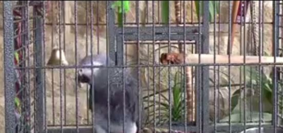 بالفيديو - ببغاء لبناني يدهش الجميع على 