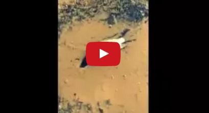 بالفيديو - أسماك حية تتناثر في شوارع جدة