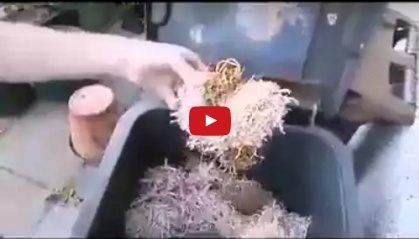 بالفيديو - نباتات غريبة كلما قطعتها تتكاثر وتنمو... شاهد بنفسك