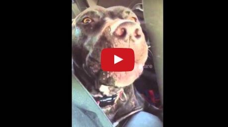 بالفيديو-  كلب يغنى Hello من داخل السيارة ويشعل مواقع التواصل الاجتماعي