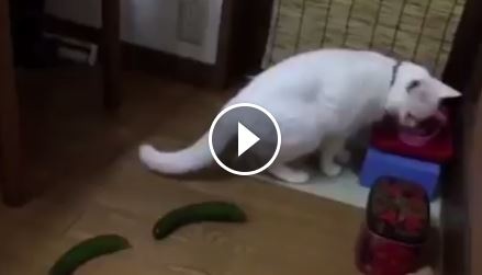 هل جربت يوماً أن تضع خيارة بالقرب من قطة ؟