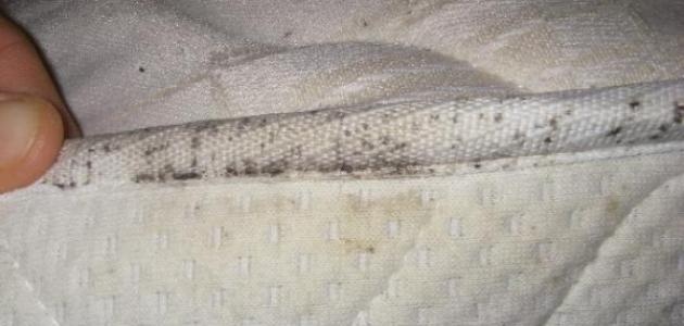 هذه خطورة بق الفراش... وطرق الوقاية والتخلص منه