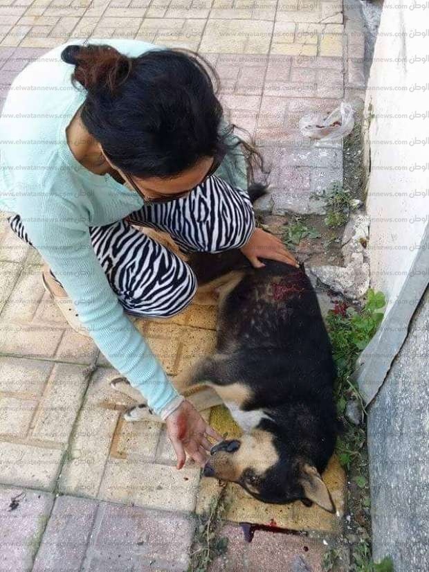 صور صادمة لمذبحة كلاب في الإسكندرية!