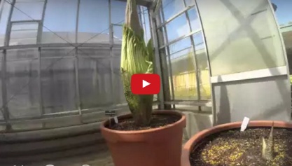 بالصور والفيديو - شاهدوا تفتح 