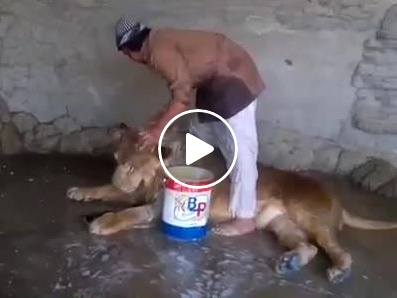 بالفيديو - شاهدوا يمني يغسل أسداً بـ