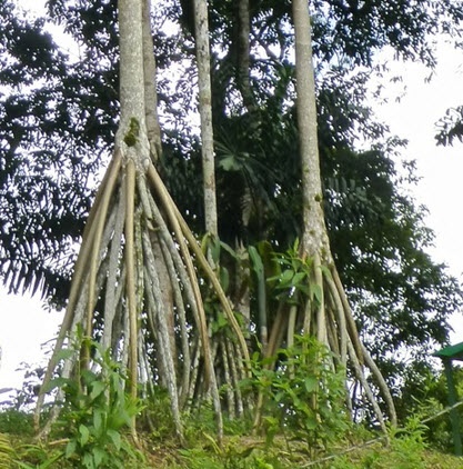 بالصور – تعرفوا على النخلة التي تملك سيقاناً وتستطيع المشي!