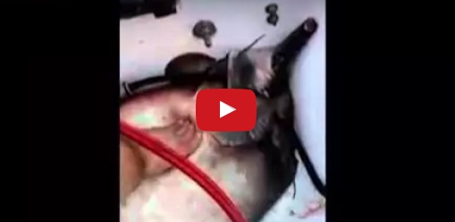 فيديو عجيب - لحظة ولادة سمكة على متن قارب صيد