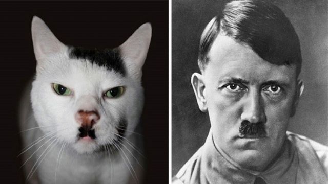 الكشف عن سبب ولادة قطط تشبه هتلر!