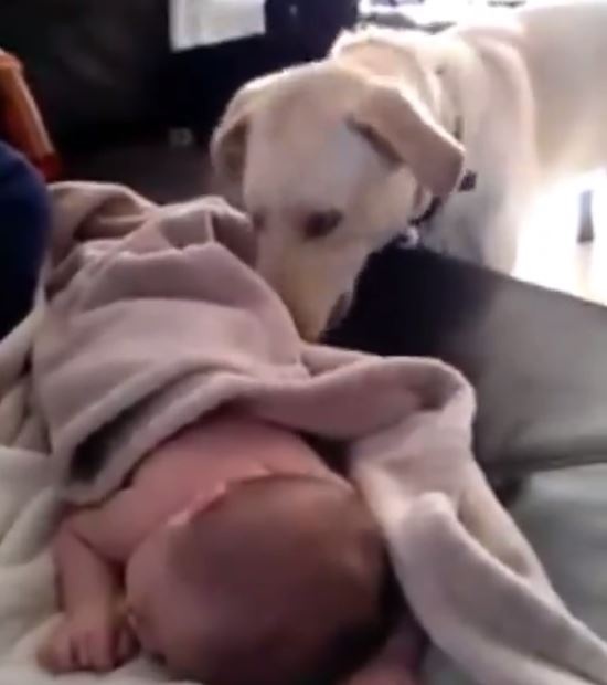 فيديو طريف – شاهدوا ماذا فعل هذا الكلب للطفل النائم