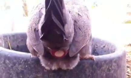 أنظروا كيف تبيض الدجاجة... سبحان الله