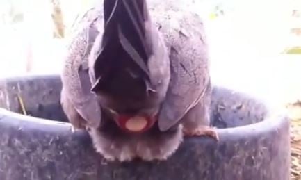 أنظروا كيف تبيض الدجاجة... سبحان الله