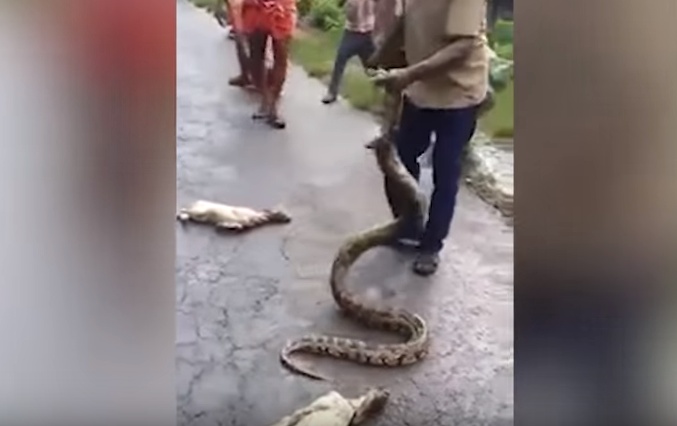 بالفيديو: رجل يخرج زوج من الماعز من بطن ثعبان حي!