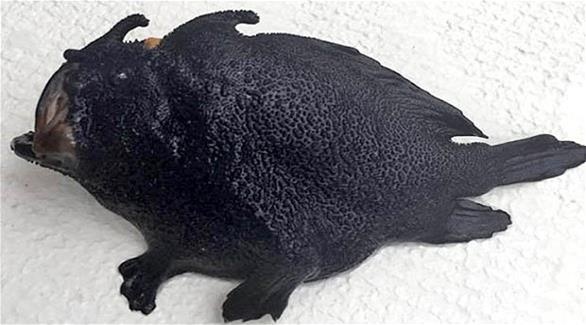 بالصور - اكتشاف سمكة تملك قوائم!