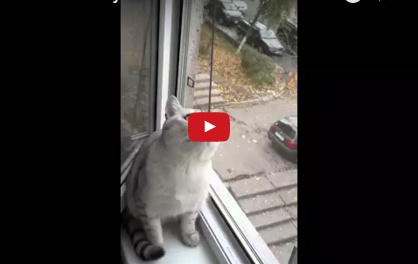 بالفيديو - قط يحصل على أكثر من 2.7 مليون مشاهدة لمعرفة أين يحدق!