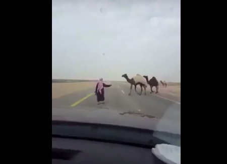 بالفيديو- مسنّ سعودي يستخدم السلاح لتأمين عبور ابله الطريق!