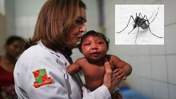 فيروس بعوض مصري يفلطح جماجم الأجنّة ويربك قارة بأسرها