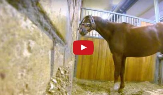 بالفيديو- وضع كاميرا لمراقبة حصانه في الليل..فتفاجأ بما اكتشفه!