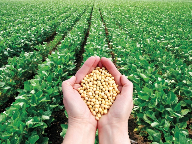 هل صحيح أن تناول حبوب الصويا يساعد في خفض الوزن؟