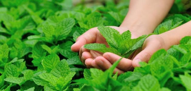وصفتان من النعناع الطازج لإنقاص الوزن.. جربوها