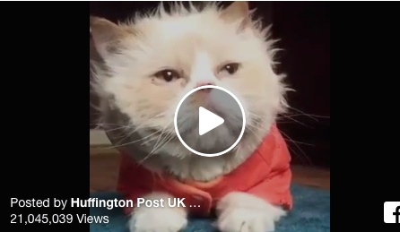 بالفيديو- قطة تقلّد مايكل جاكسون!