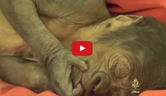 شاهد: جراحة قيصرية نادرة لتوليد غوريلا