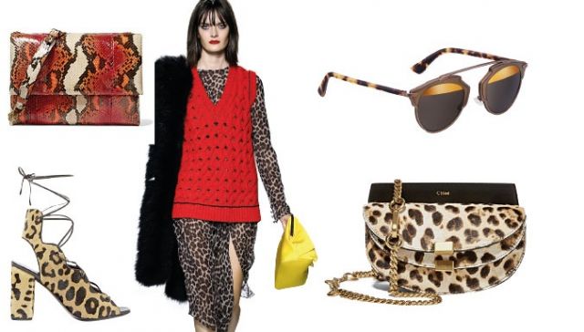 Animal
kingdom
إلى الأدغال