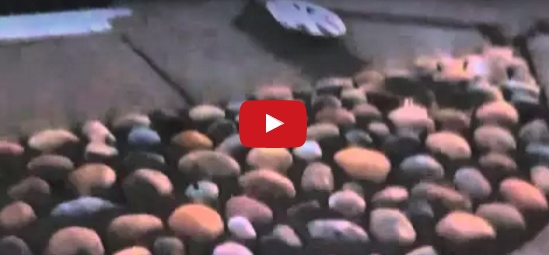 بالفيديو - مراسل تلفزيوني بتعرض للدهس على الهواء مباشرة