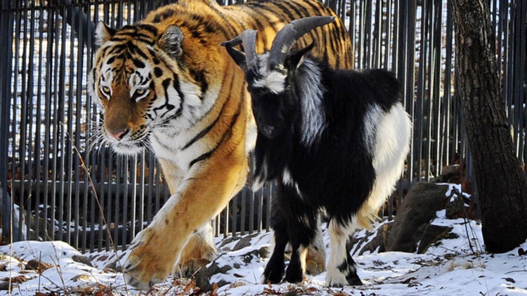 هل تذكرون التيس تيمور؟ فضّل مجدداً النمر آمور على ثماني عنزات!