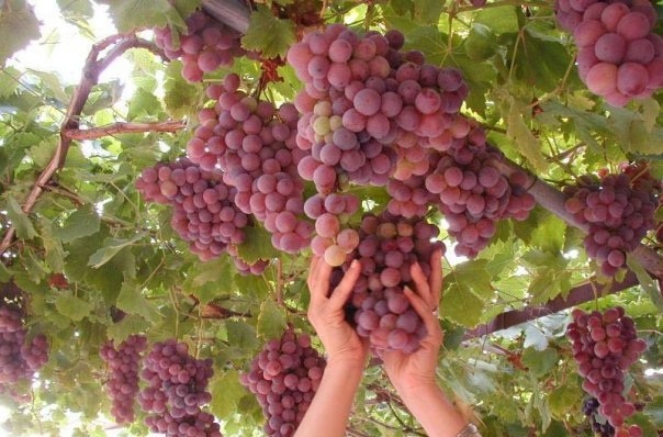 تناولوا العنب باستمرار.. إليكم فوائده على النظر