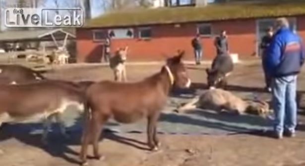 بالفيديو - جنازة لحمار وزملاؤه يبكونه بـ 