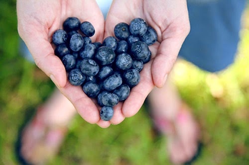 لهذه الاسباب يجب تناول التوت البرّي باستمرار..