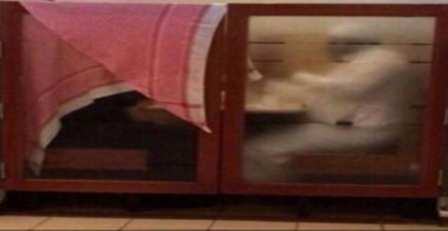 أكثر من مئة الف تغريدة لسعودي يغطي زوجته بـ