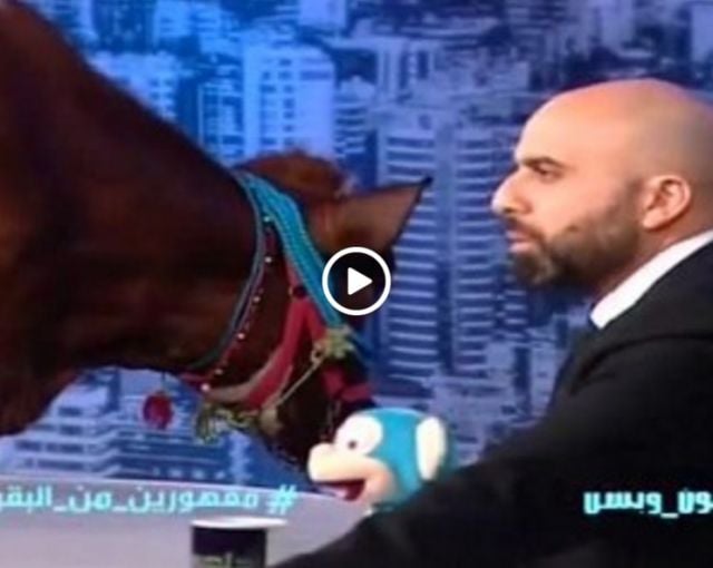 بالفيديو - مذيع لبناني يستقبل بقرة على الهواء لمهاجمة أحلام!