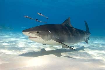 أمضى في بطن حوت 3 أيام وخرج حياً! اقرأوا شهادته... ماذا كان يأكل؟