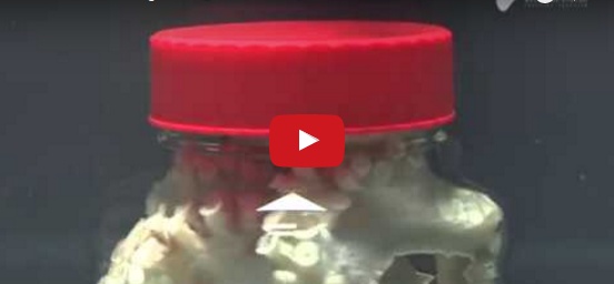 بالفيديو - ماذا يحدث عند حبس الأخطبوط داخل علبة مقفلة؟! ستتفاجأون