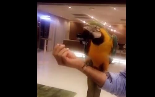 بالفيديو – شاهدوا ماذ يفعل هذا الببغاء بعلم الامارات!!