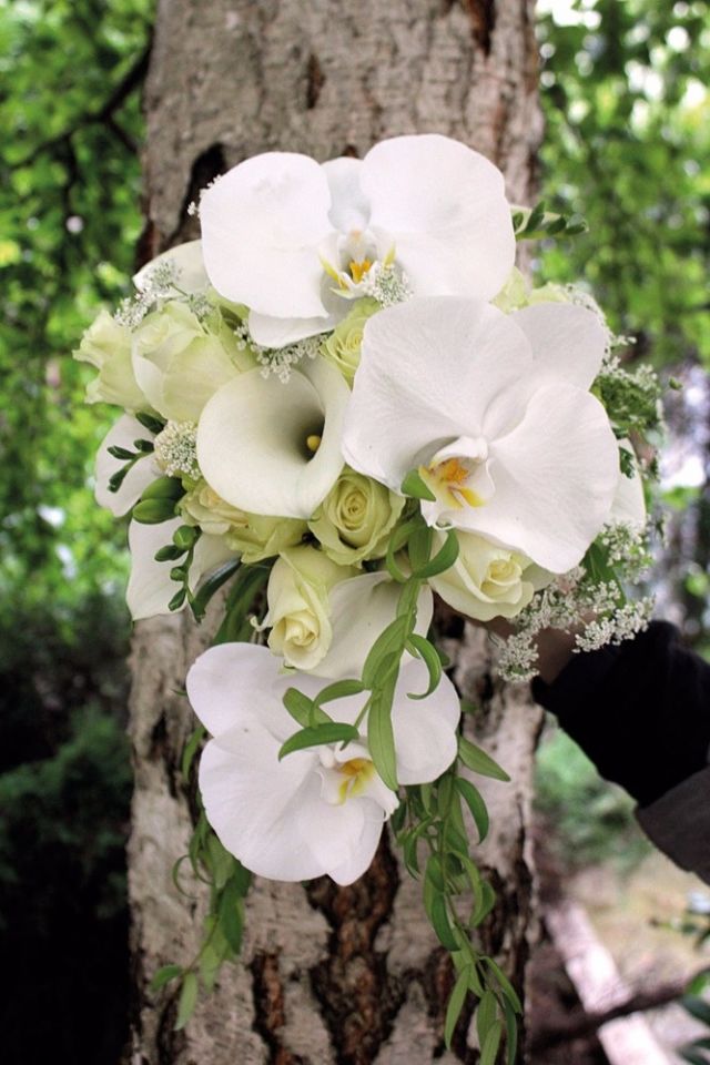 تناغم ساحر بين أ زهار الأوركيديا والورود البيضاء