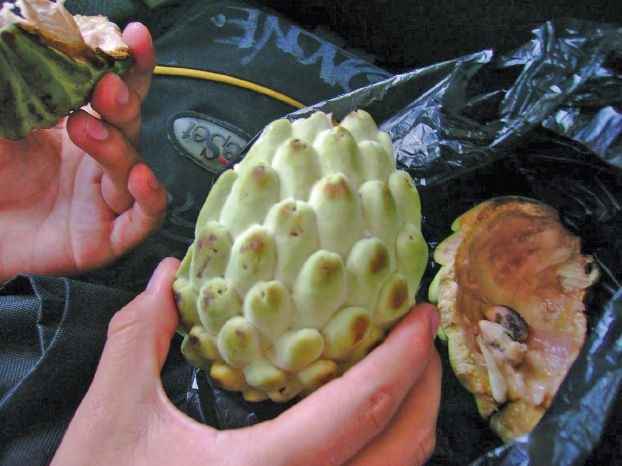 القشطة... فيتامين ومعادن وألياف وهلوسة